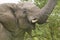 Male elephant with Ivory tusks eating brush in Umfolozi Game Reserve, South Africa, established in 1897