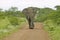 Male elephant with Ivory tusks walking down road through Umfolozi Game Reserve, South Africa, established in 1897