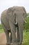 Male elephant with Ivory tusks walking down road through Umfolozi Game Reserve, South Africa, established in 1897