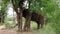 Male elephant next to a tree close encounter