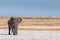 A male elephant peeing, an aggressive bull in musth , Etosha National Park, Namibia.