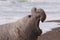 Male Elephant Seal