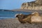 Male Elephant Seal