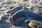 Male elephant seal attempting to mate with a female