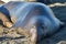 Male elephant seal on a beach looking towards viewer