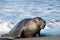 Male elephant seal entering a beach, waves in background