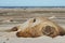 Male Elephant Seal - Falkland Islands