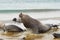 Male Elephant Seal - Falkland Islands