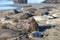 Male elephant seal getting ready to try and mate with a female