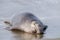 Male elephant seal resting in the surf on a beach