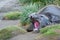 Male elephant seal resting, and yawning, in the mud and grass, Ocean Harbor, South Georgia