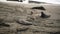 Male elephant seals crawl on beach
