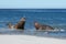 Male Elephant Seals Fighting - Falkland Islands