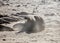 Male elephant seals fighting in the sand during mating season