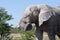 A male elephant stands side on, he has mud on his face and his trunk curled.