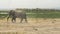 A male elephant stirs up dust as it walks towards a lake at amboseli national park