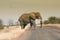 Male Elephant walking across road