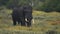 Male elephant walking in a national park in Kenya, on a rain