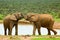 Male elephants