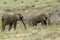 Male Elephants at Boteilierskop Reserve