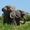 Male elephants,Botwsana