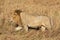 Male Elewana or Sand River Lion, Leo pantheras, in Full Body Profile, Walking in Tall Grass