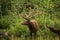 Male Elk Adult In Profile In Colorado