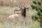Male Elk Bugling in Estes Park, Colorado