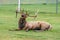 Male Elk Bugling in Estes Park, Colorado