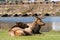 Male Elk Bugling in Estes Park, Colorado