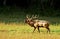 Male Elk bugling in rutting season at Cataloochee.