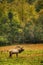 Male Elk Calls During Rut Smoky Mountains North Carolina