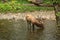 Male Elk Drinking in Oconaluftee River Smoky Mountains