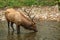 Male Elk Drinking Smoky Mountains National Park