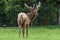 Male Elk with huge antlers