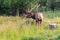 Male Elk in a Meadow in Rocky Mountain National Park