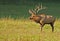 Male Elk in rut at Cataloochee.