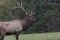 Male Elk in Rutting Season