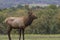 Male Elk in Rutting Season