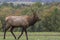 Male Elk in Rutting Season