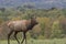 Male Elk in Rutting Season