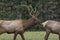 Male Elk in Rutting Season