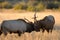 Male elk sparring