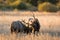 Male elk sparring