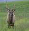 A male Elk strolls across the parking lot.