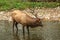 Male Elk Swimming in Oconaluftee River
