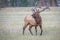 Male Elk or Wapiti calling in Jasper National Park.Alberta.Canada