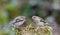 Male and email chaffinches on moss covered post