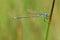 A male Emerald Damselfly Lestes sponsa perched on a reed.