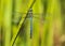 Male emperor dragonfly, Anax Imperator insect